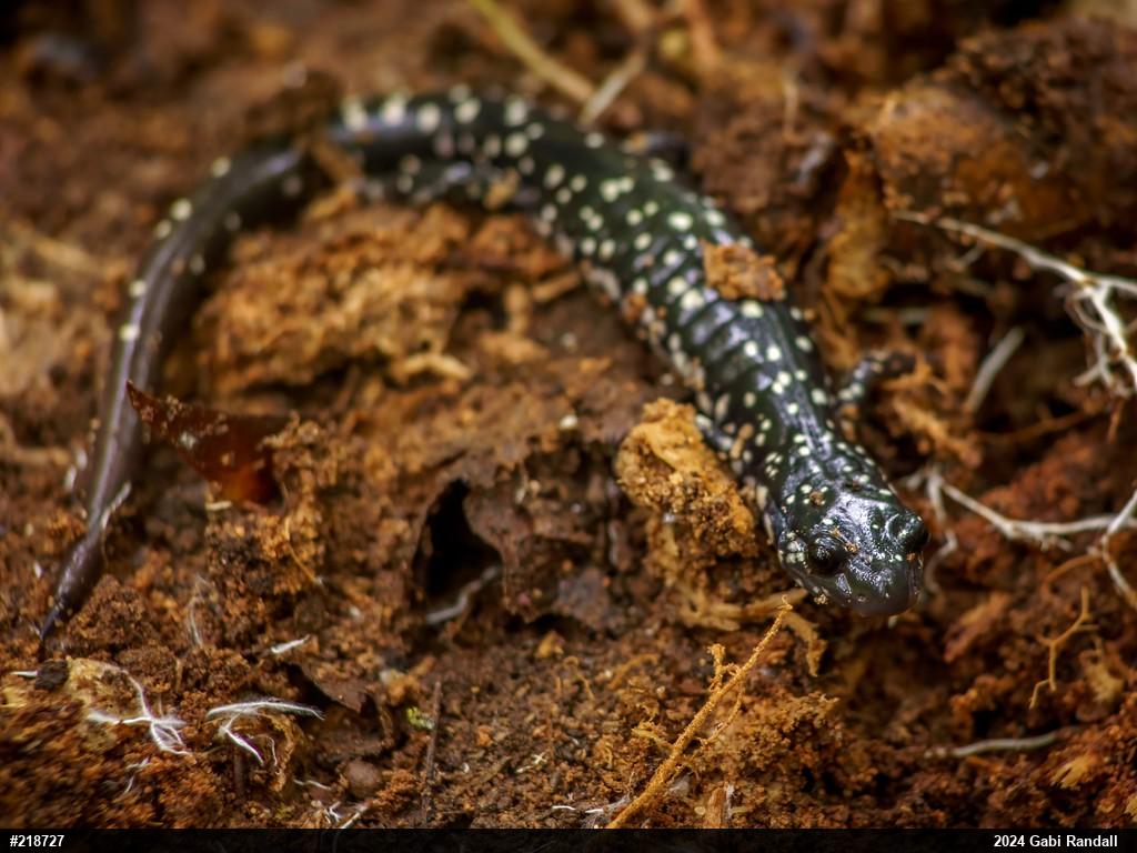 Northern Slimy Salamander