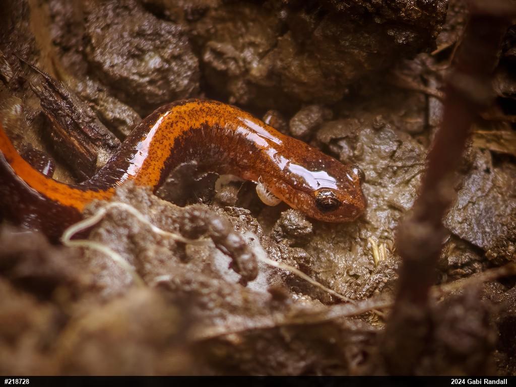 Eastern Red-backed  Salamander