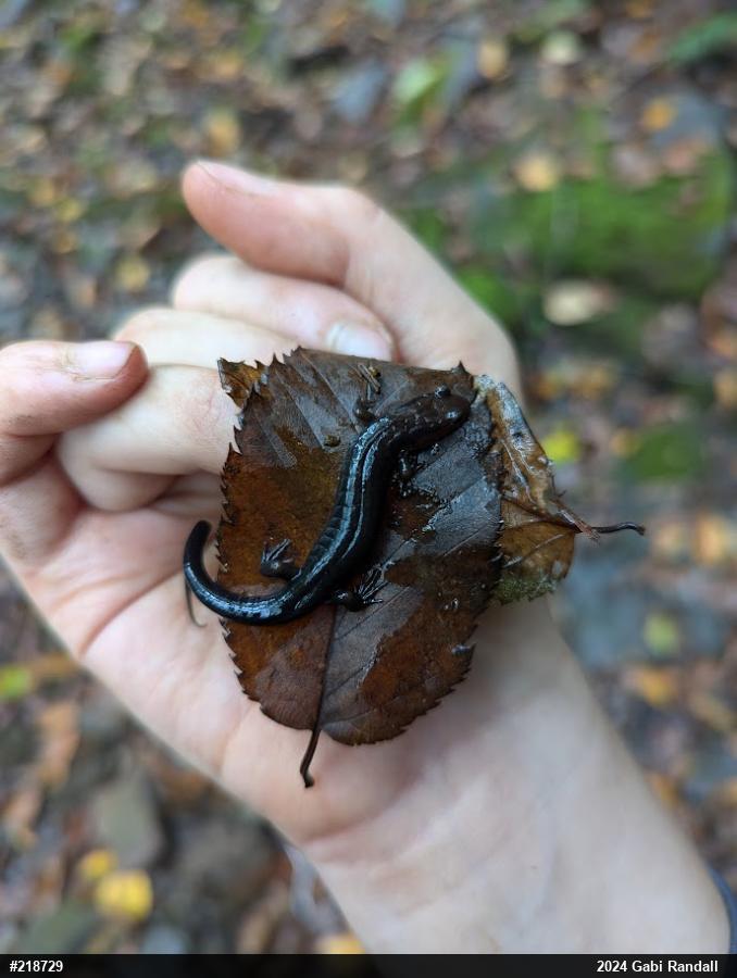 Allegheny Mountain Dusky Salamander