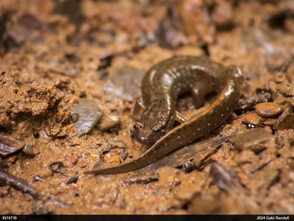 Northern Dusky Salamander