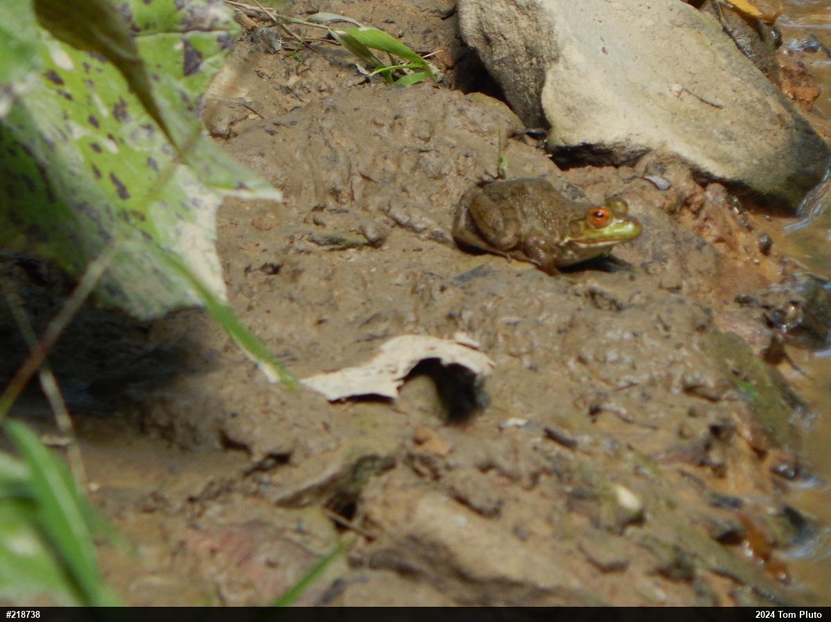 American Bullfrog