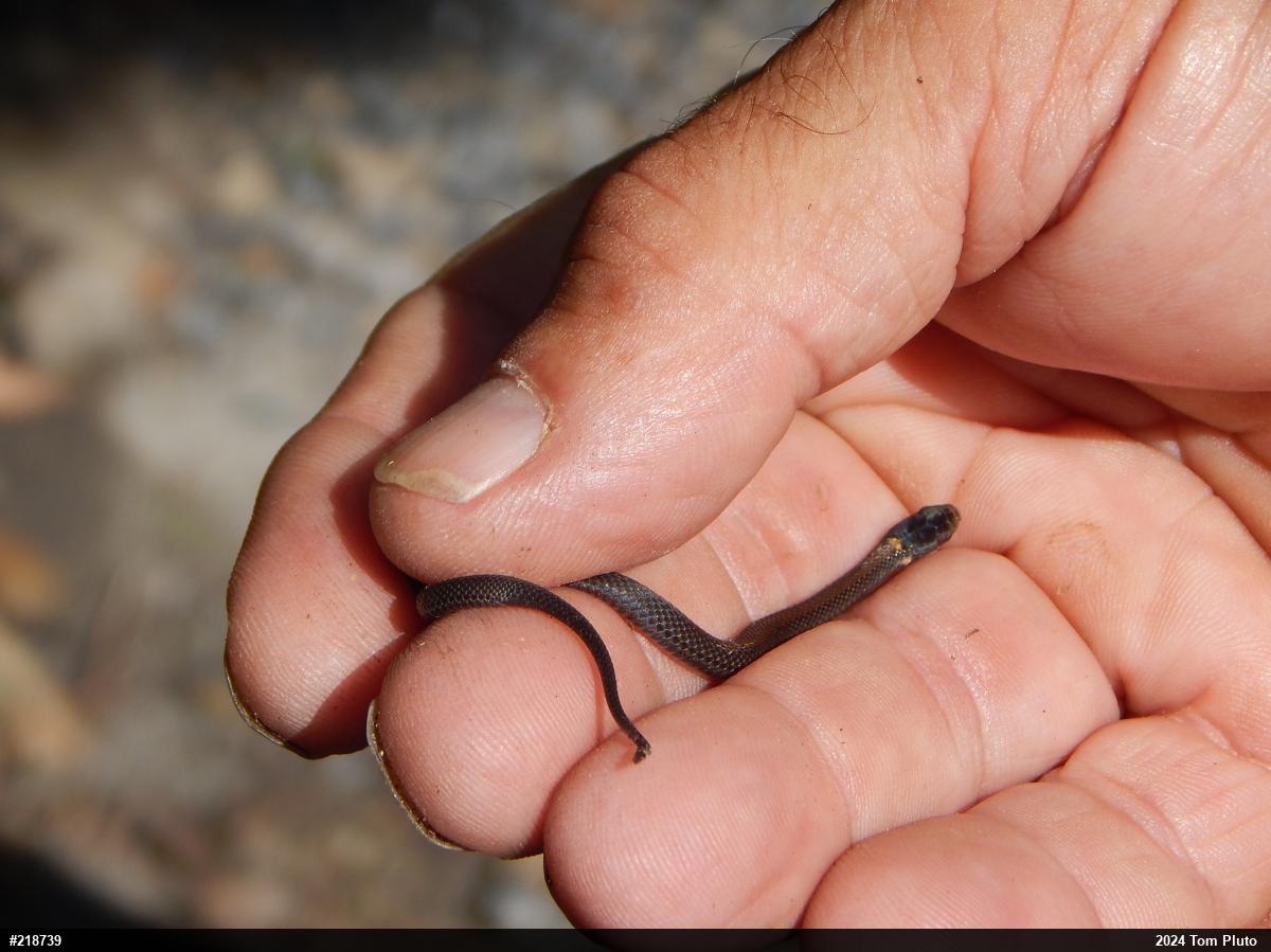 Red-bellied Snake