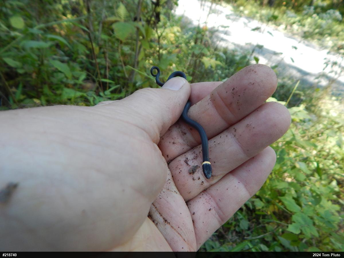 Northern Ring-necked Snake