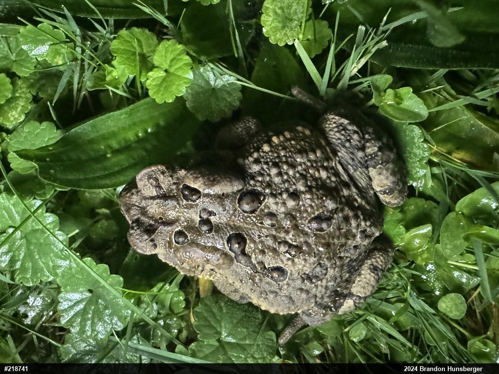 Eastern American Toad