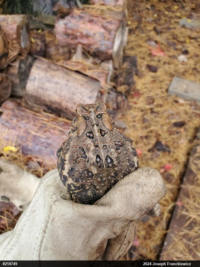 Eastern American Toad