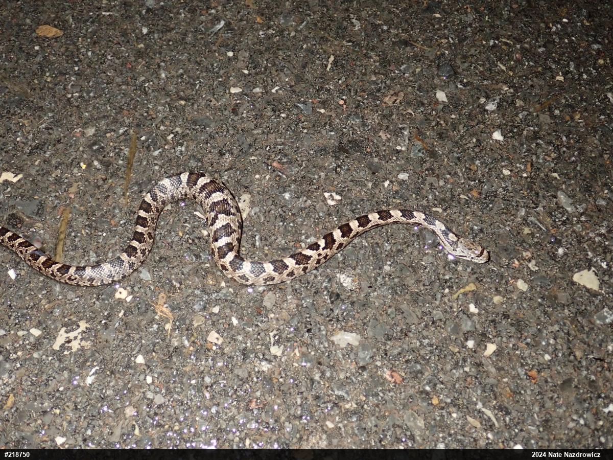 Eastern Ratsnake
