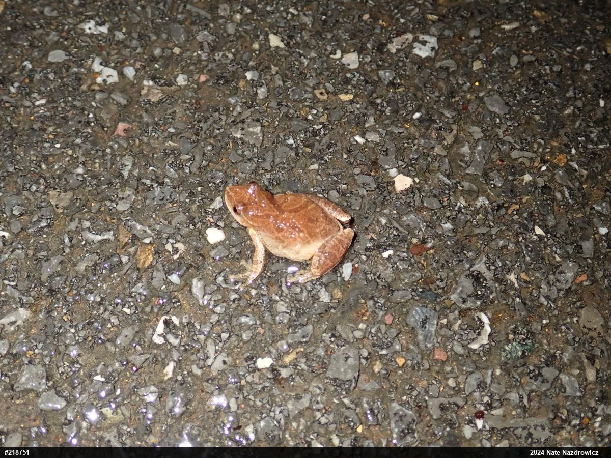 Spring Peeper