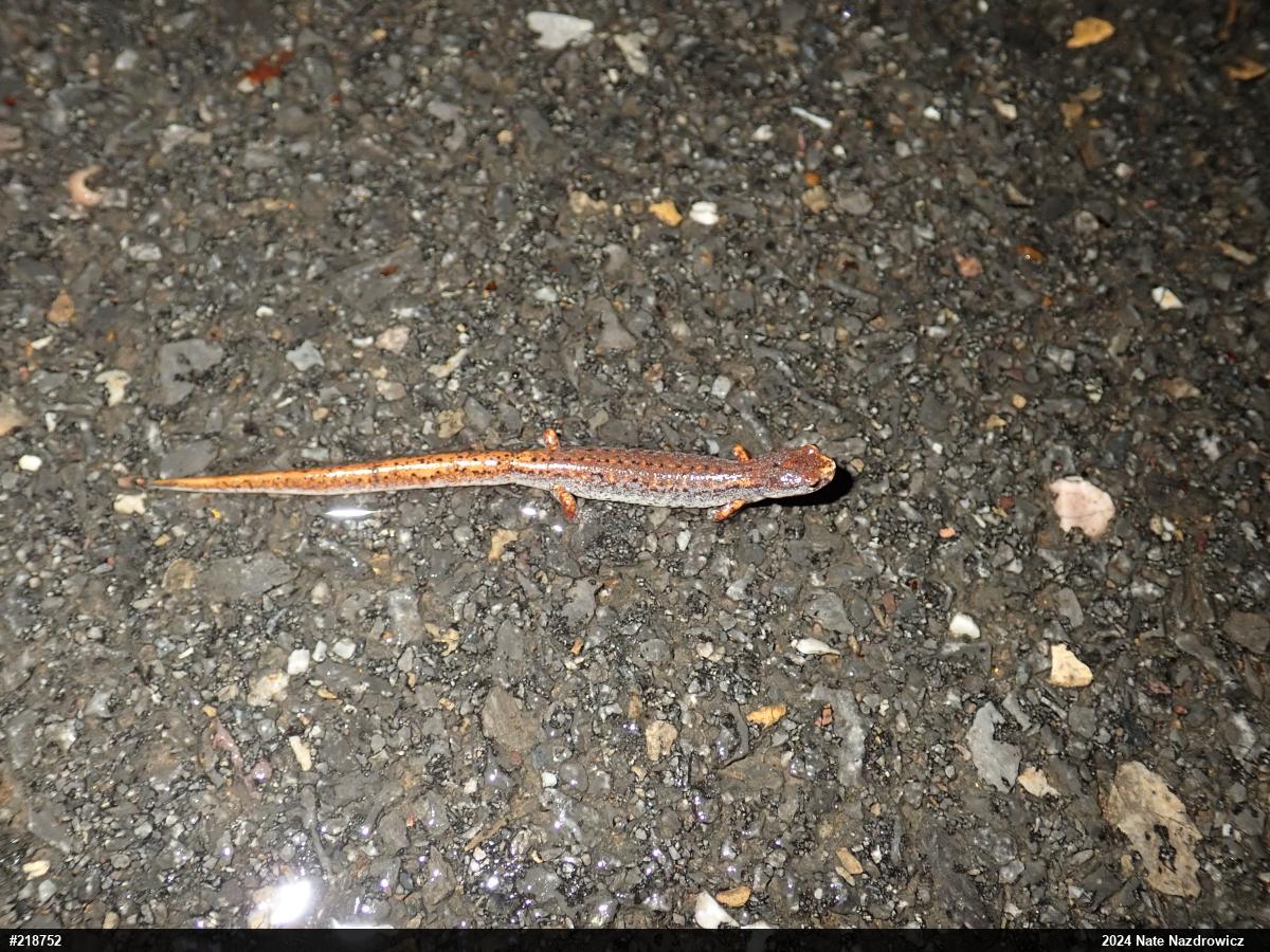 Four-toed Salamander