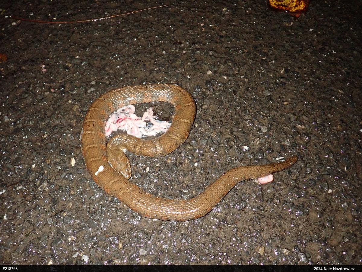 Northern Watersnake