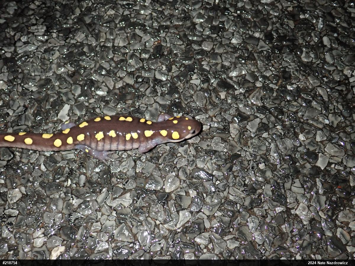Spotted Salamander