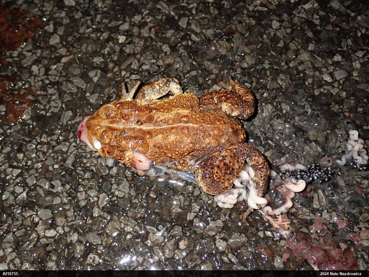 Eastern American Toad