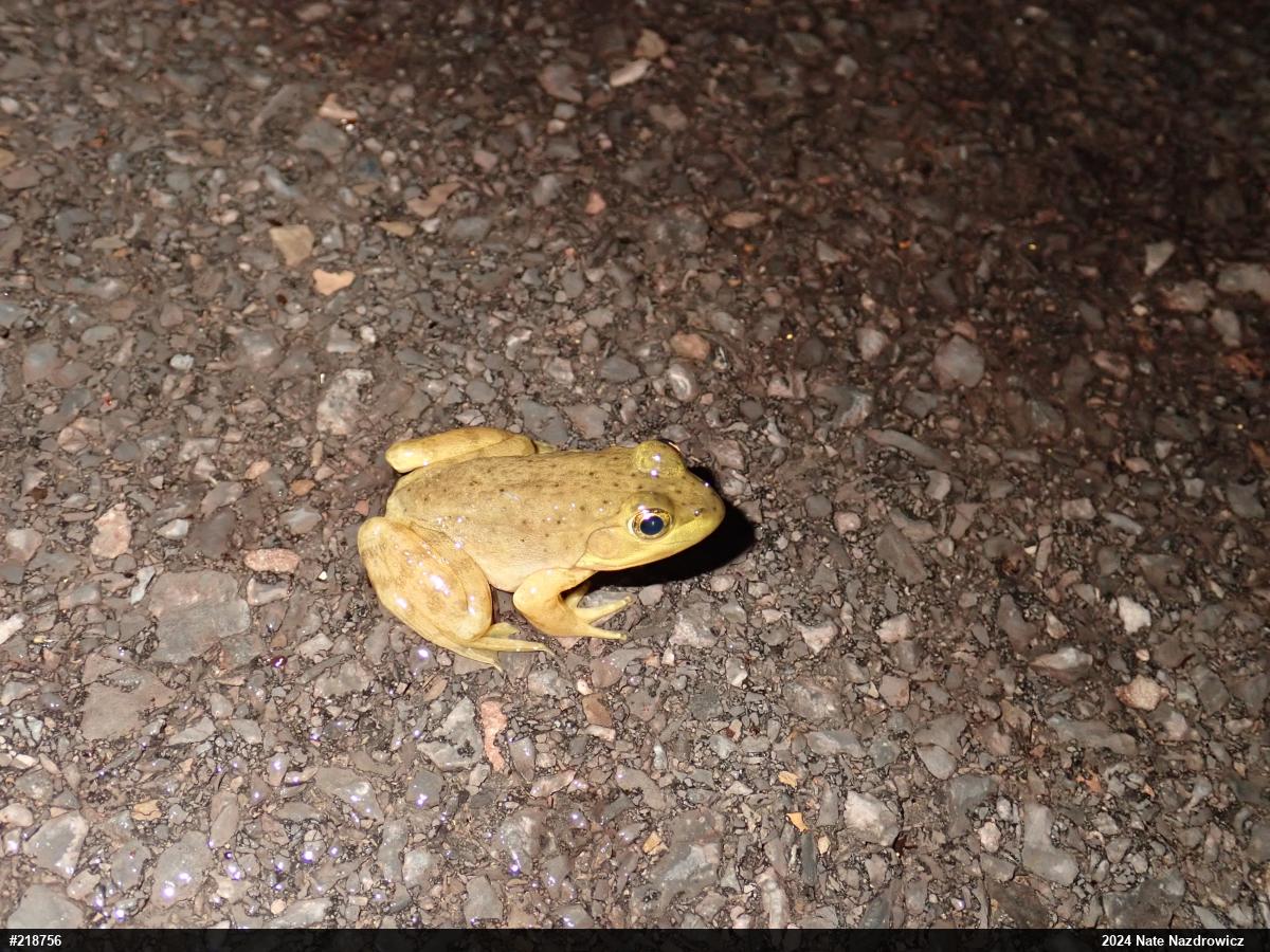 American Bullfrog