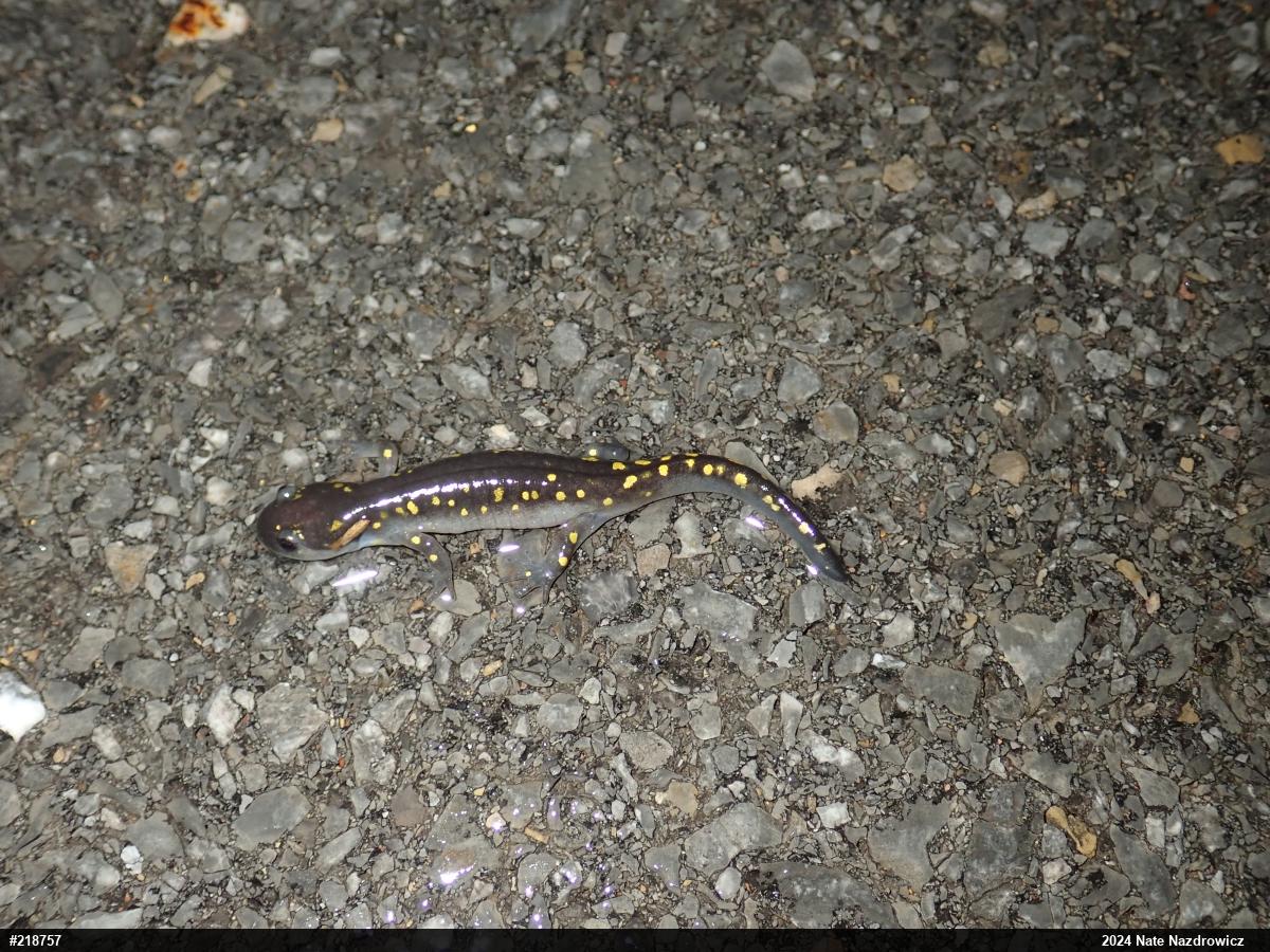 Spotted Salamander