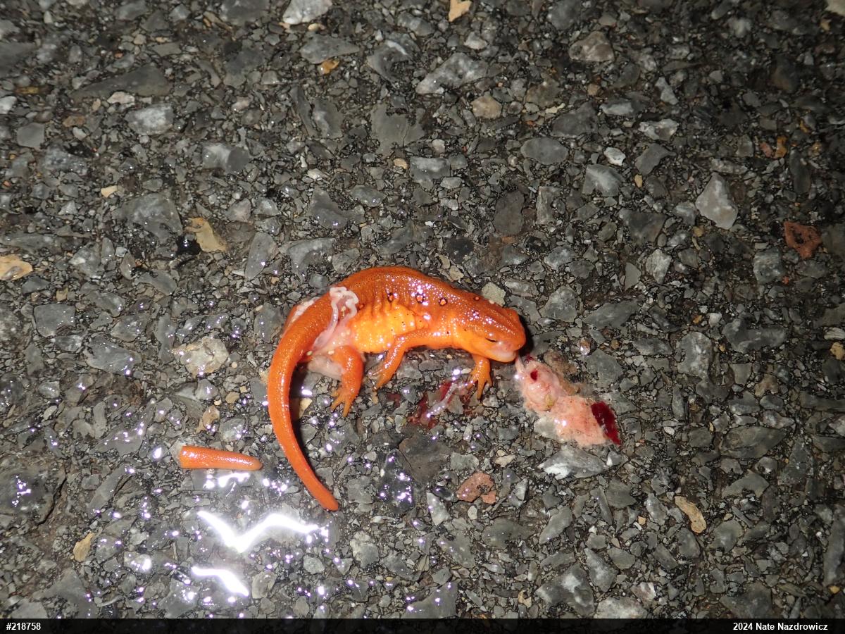 Red-spotted Newt