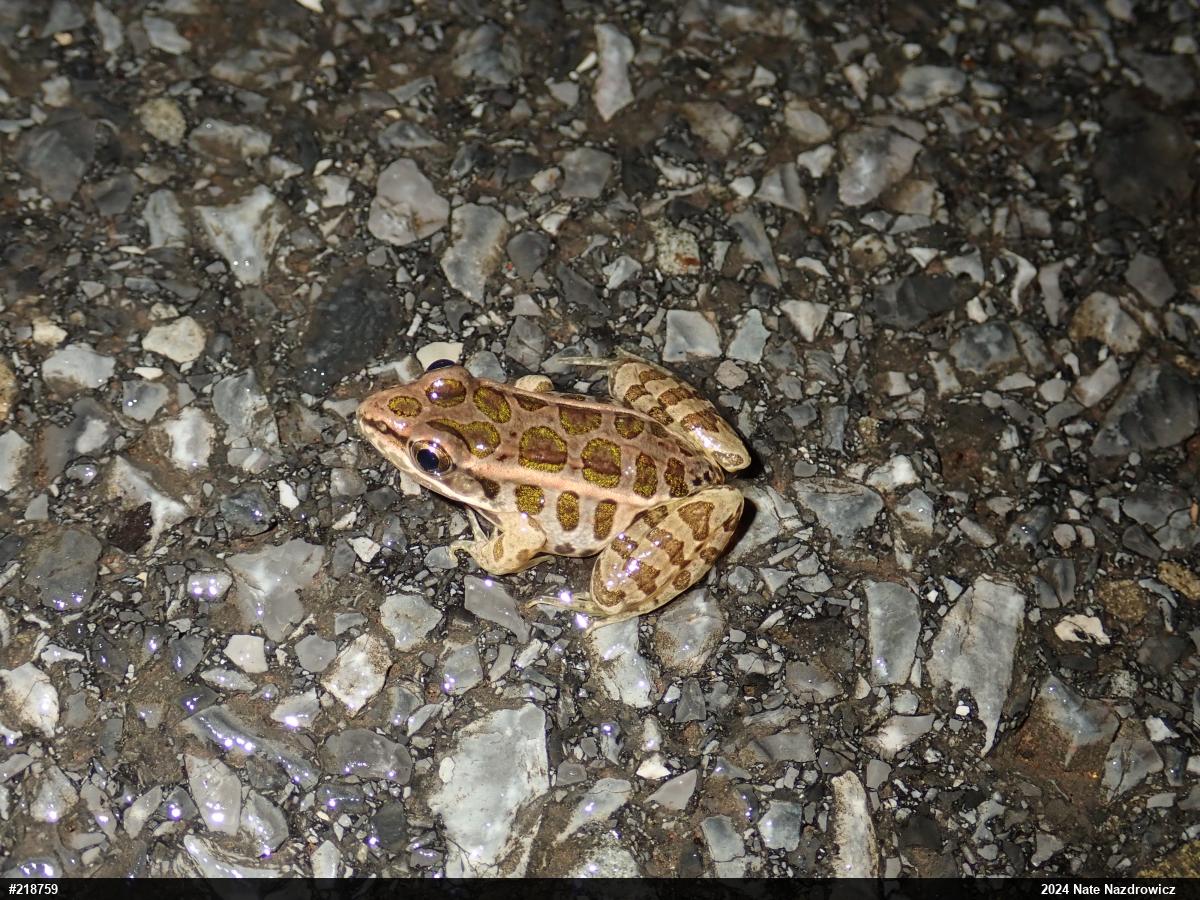 Pickerel Frog