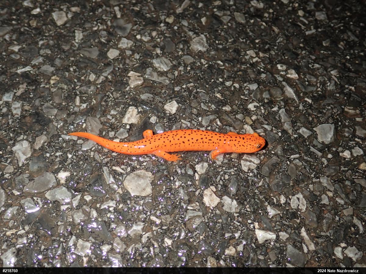 Northern Red Salamander