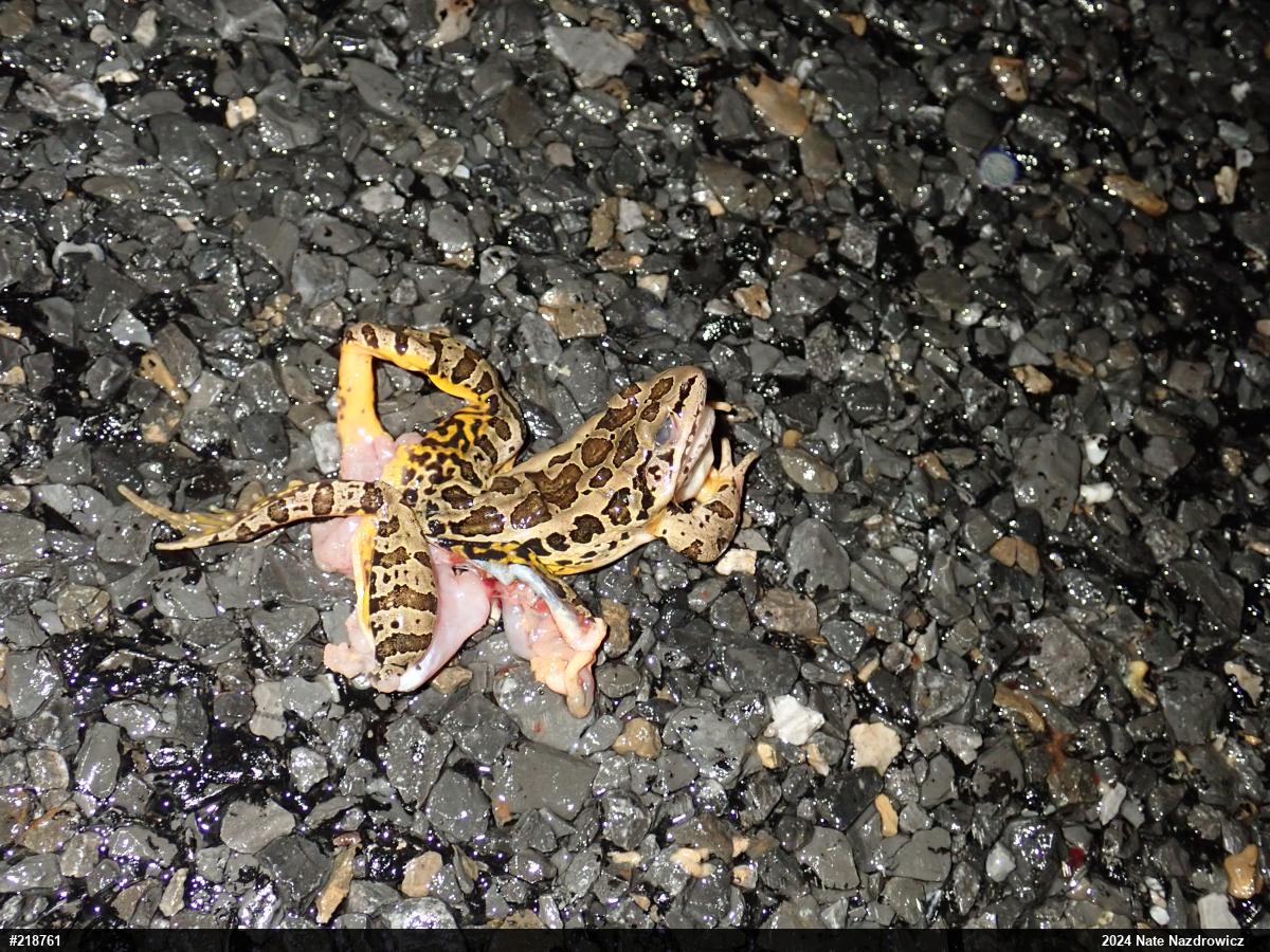 Pickerel Frog