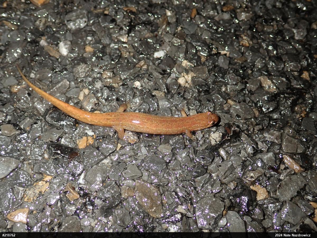 Northern Dusky Salamander