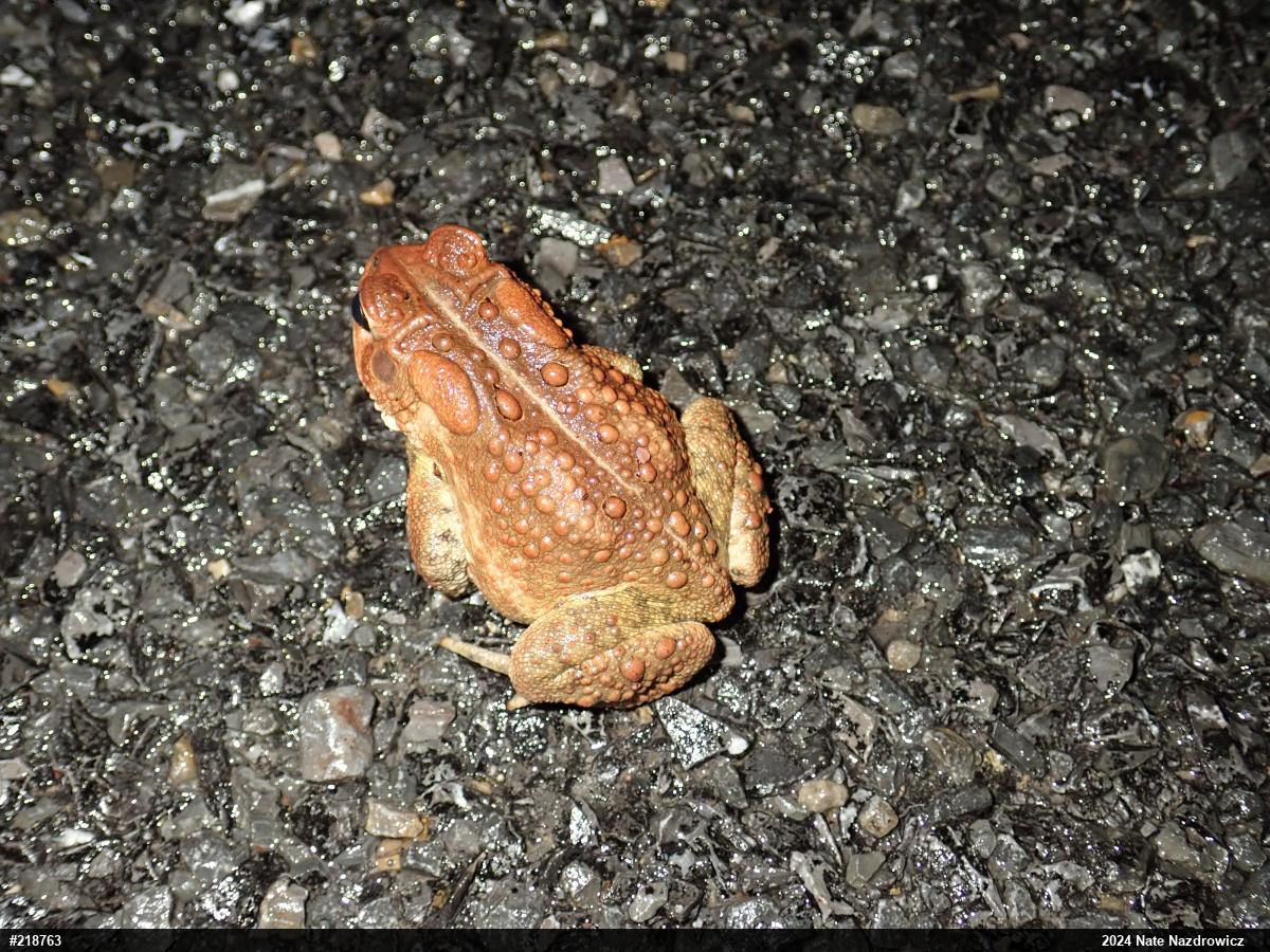Eastern American Toad