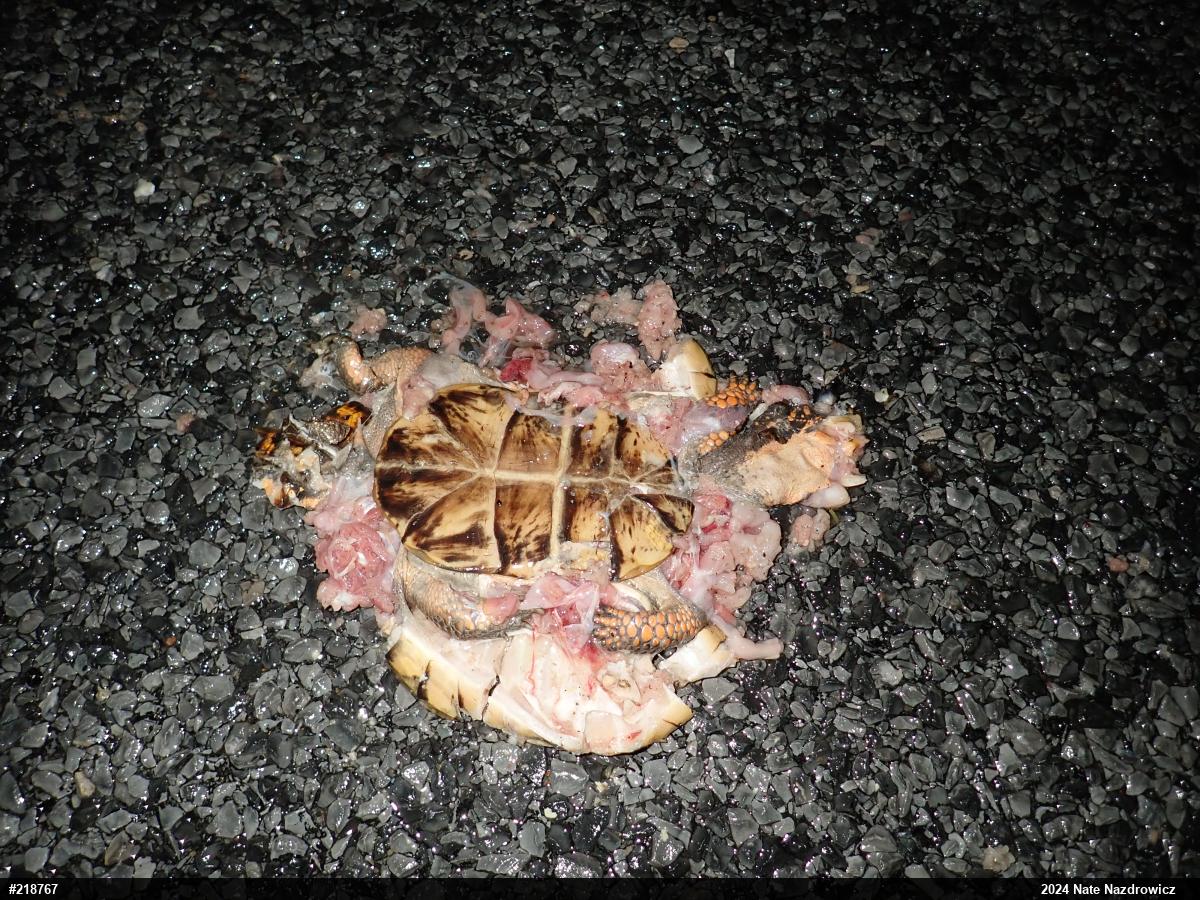Eastern Box Turtle