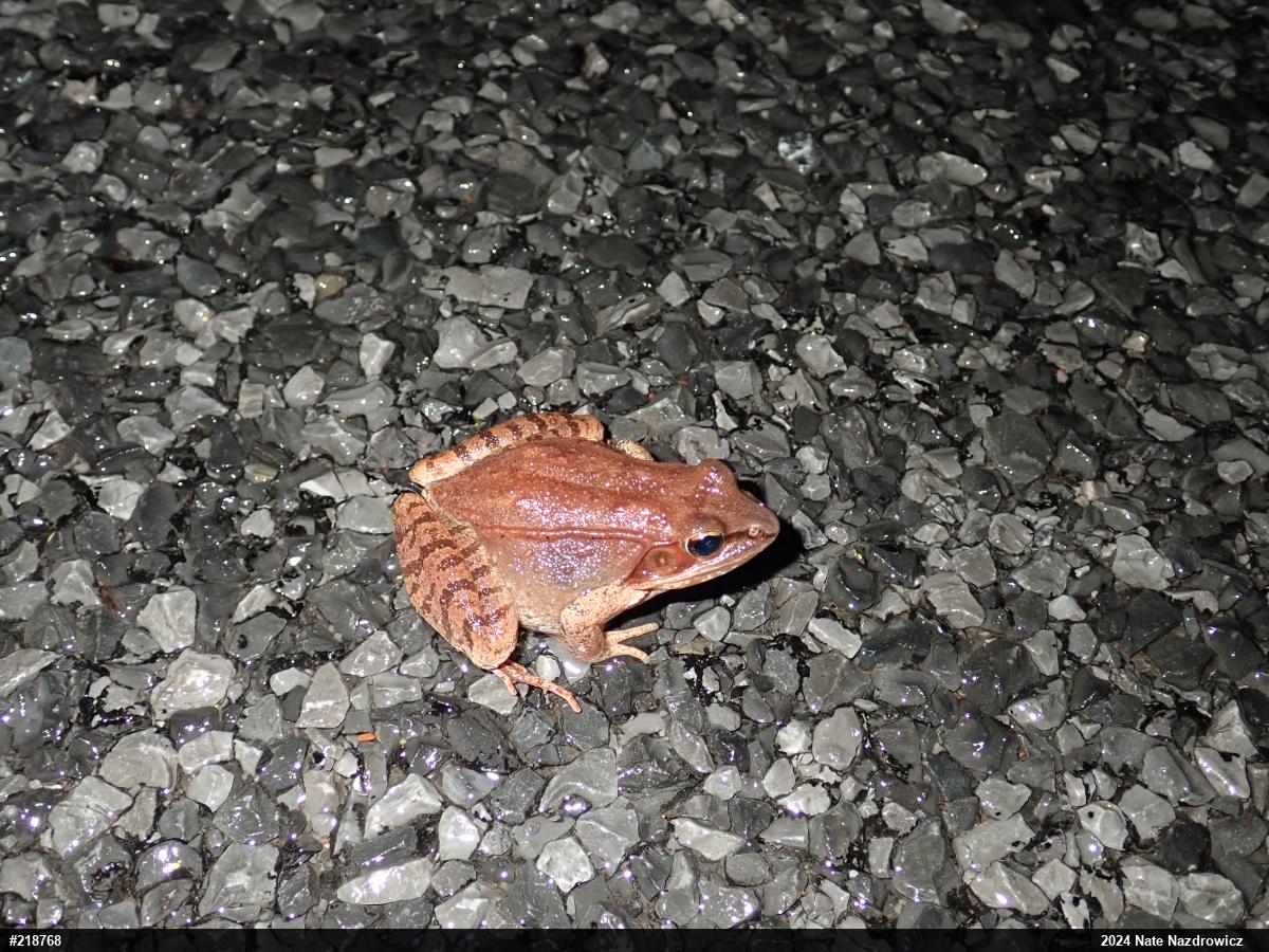 Wood Frog