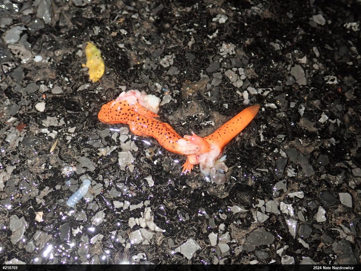 Northern Red Salamander