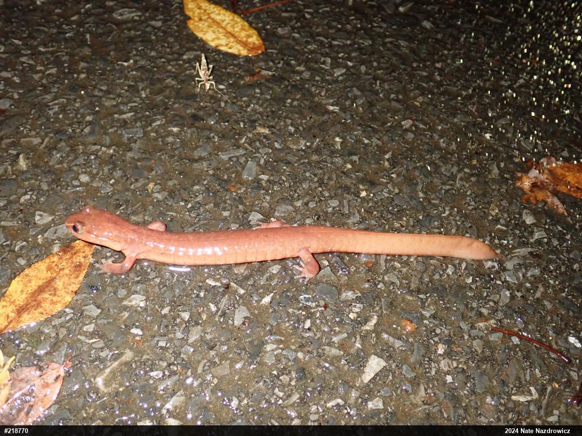 Northern Spring Salamander