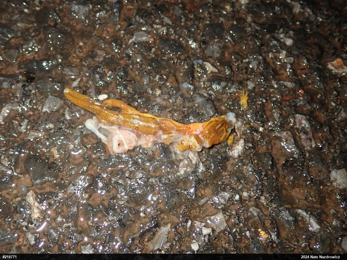 Red-spotted Newt