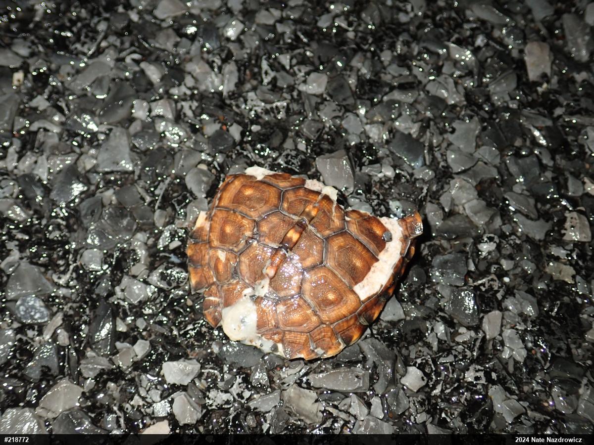 Eastern Box Turtle