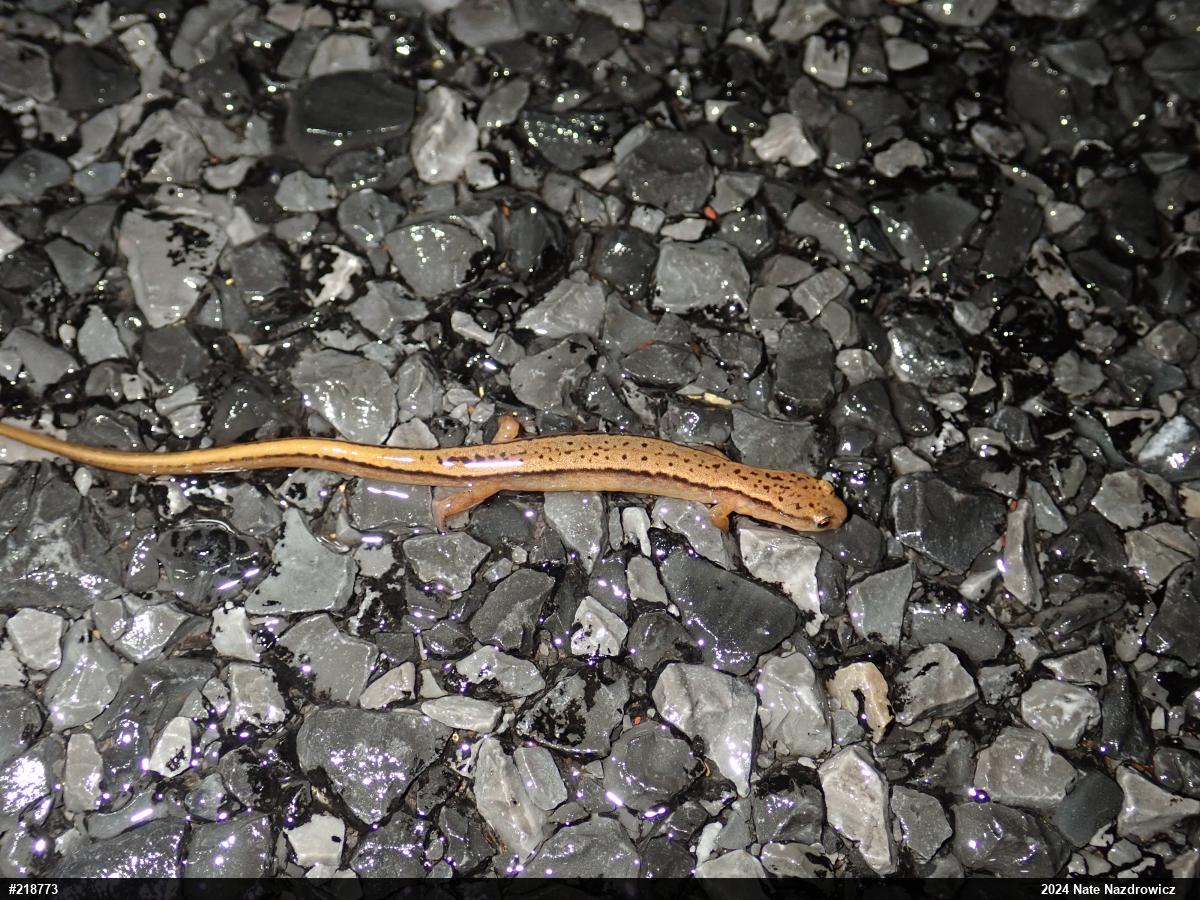 Northern Two-lined Salamander