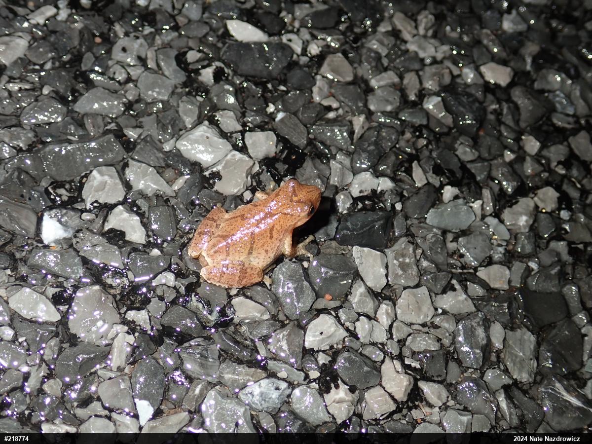Spring Peeper