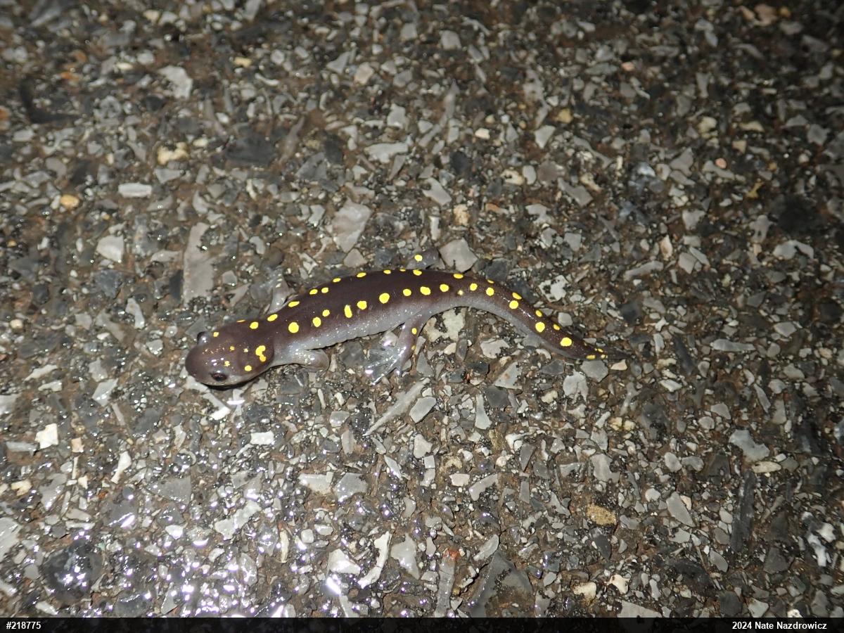 Spotted Salamander