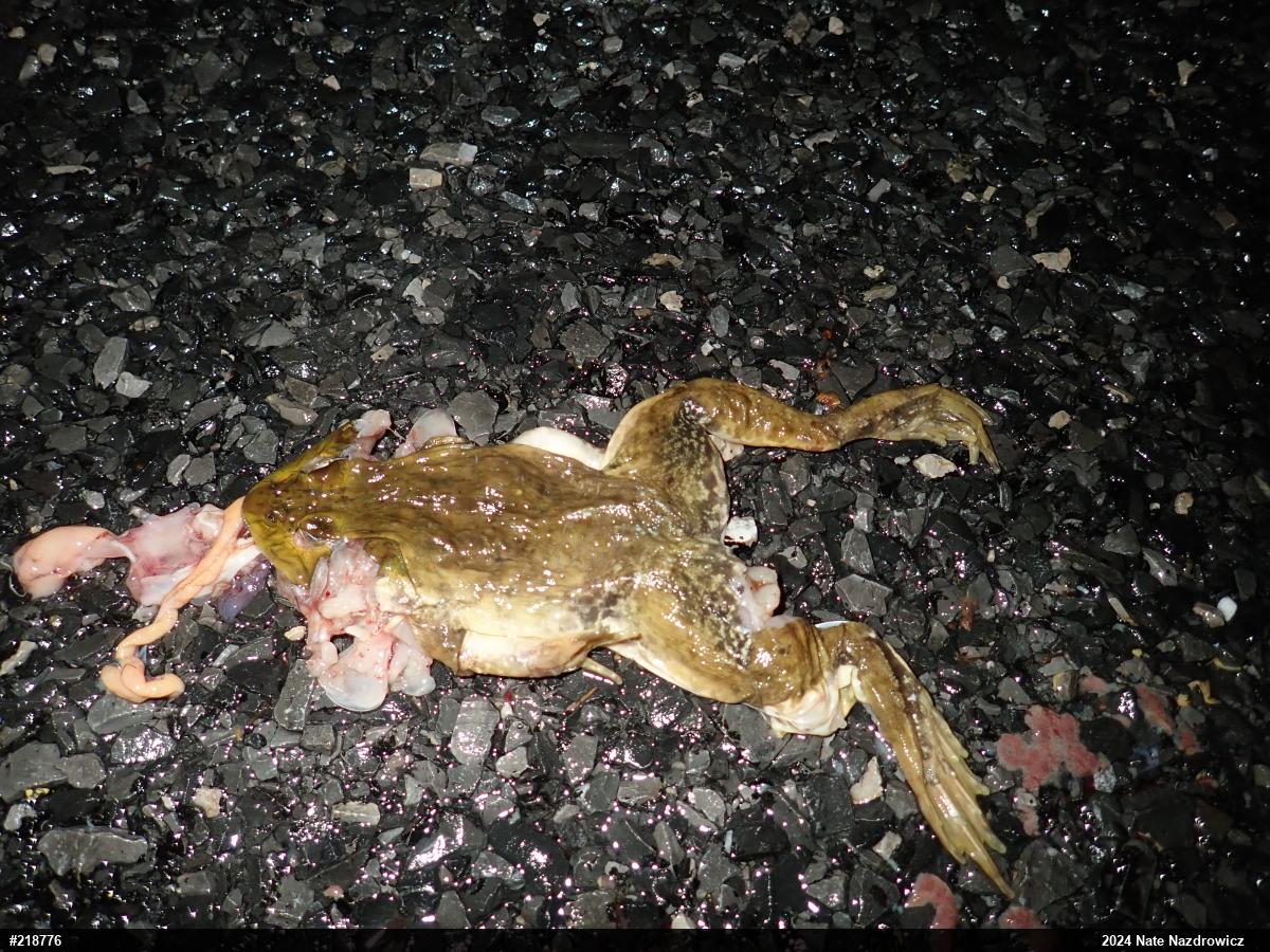 American Bullfrog