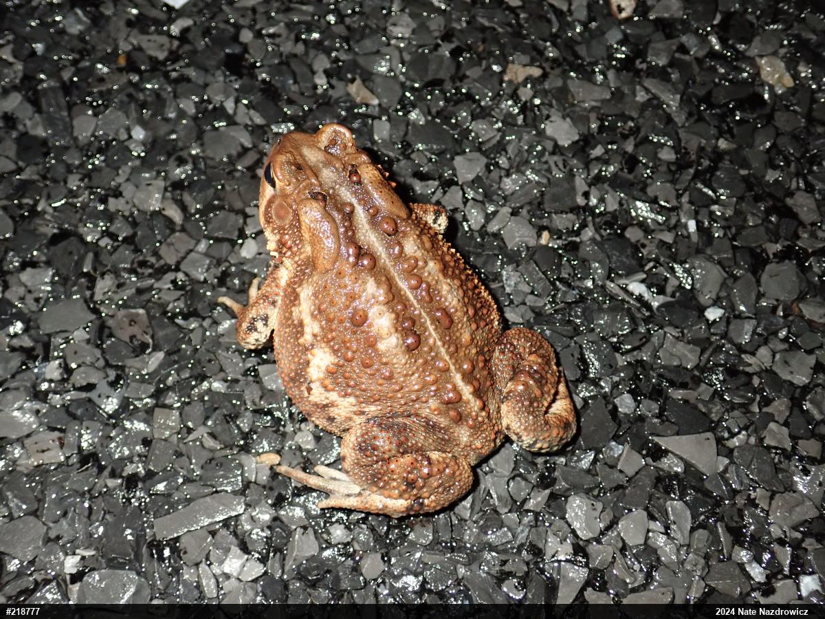 Eastern American Toad