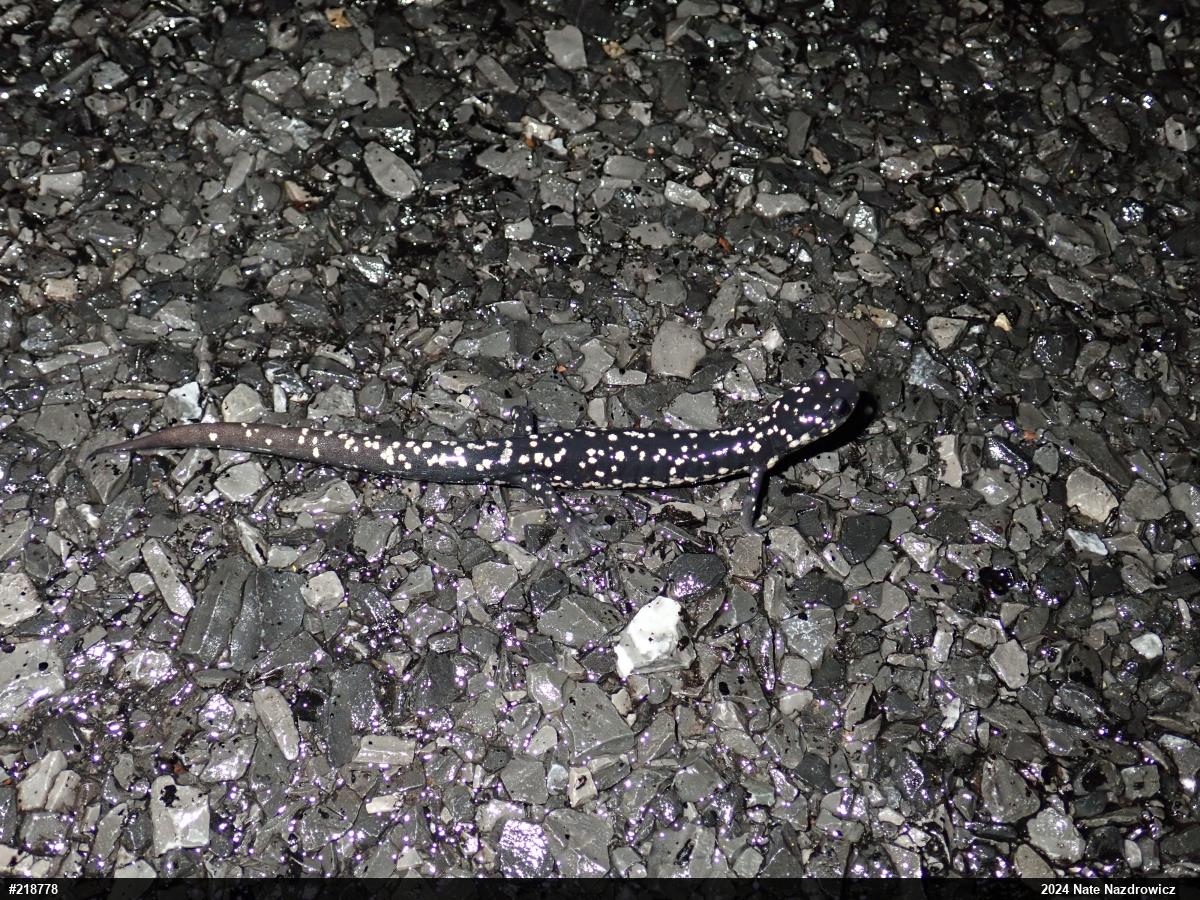 Northern Slimy Salamander