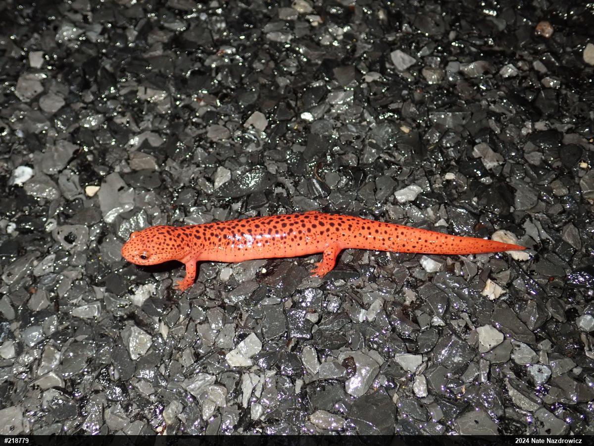 Northern Red Salamander