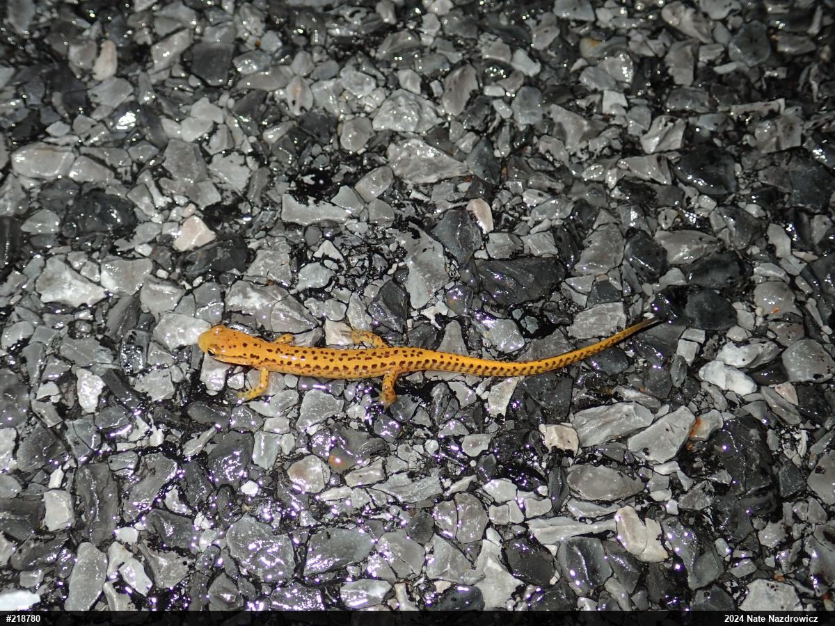 Eastern Long-tailed Salamander
