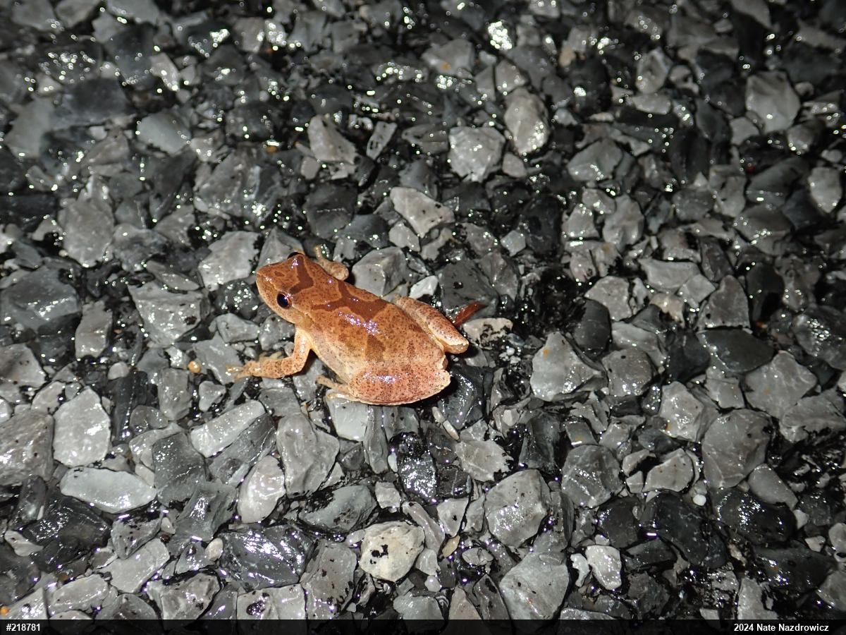 Spring Peeper