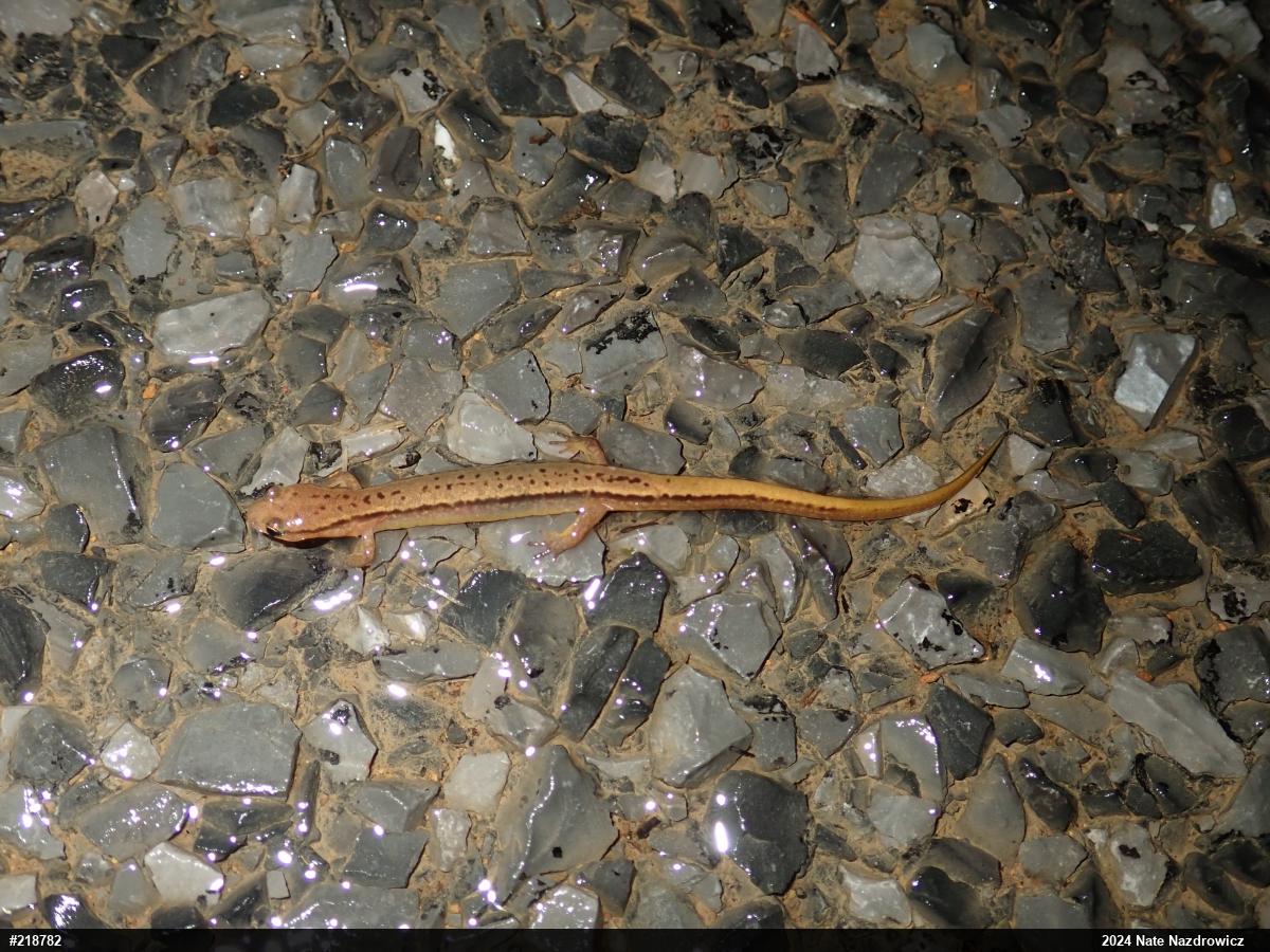 Northern Two-lined Salamander