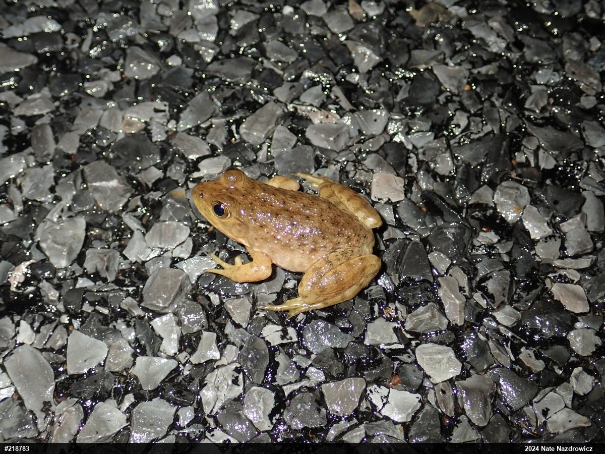 American Bullfrog
