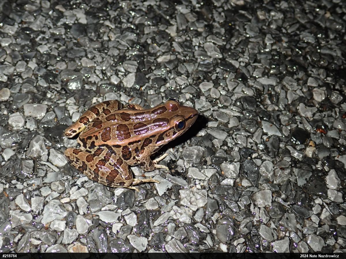 Pickerel Frog