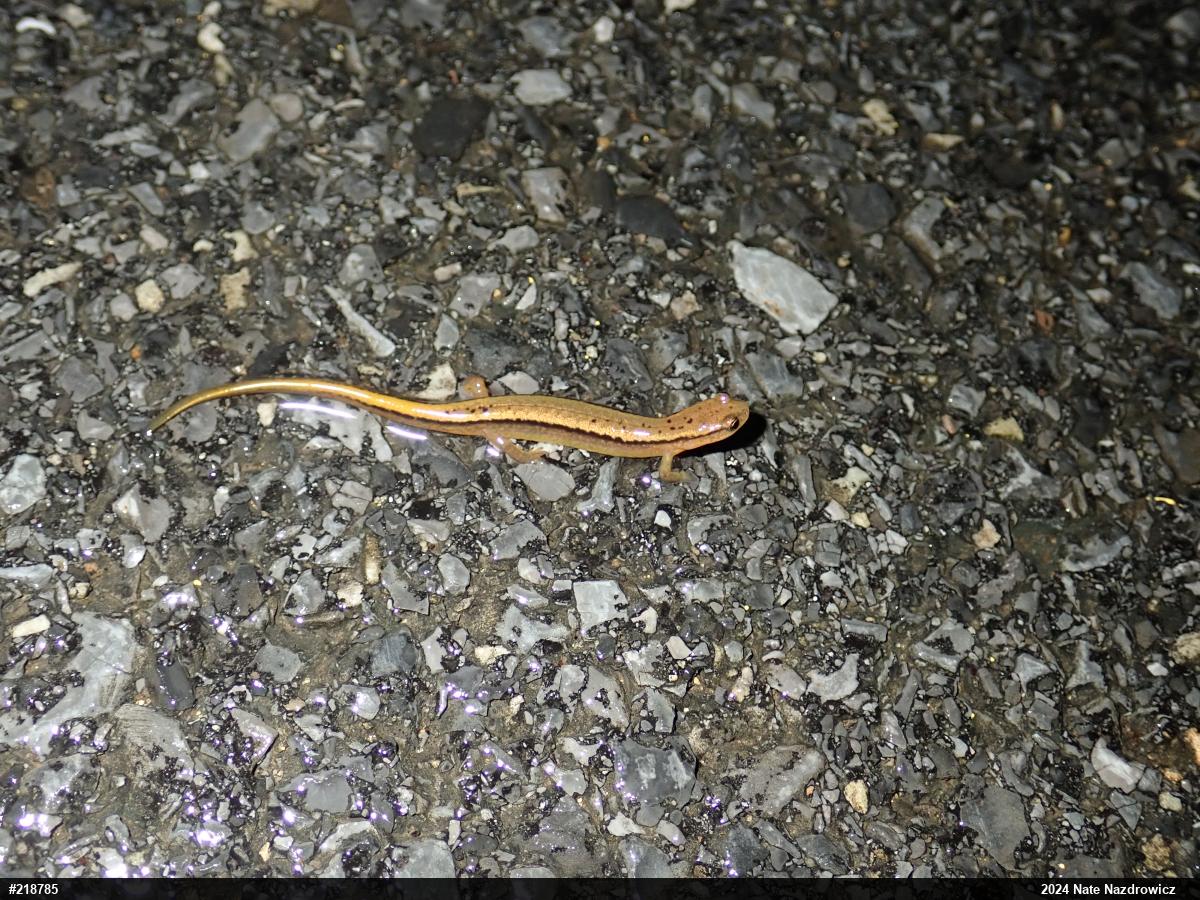 Northern Two-lined Salamander