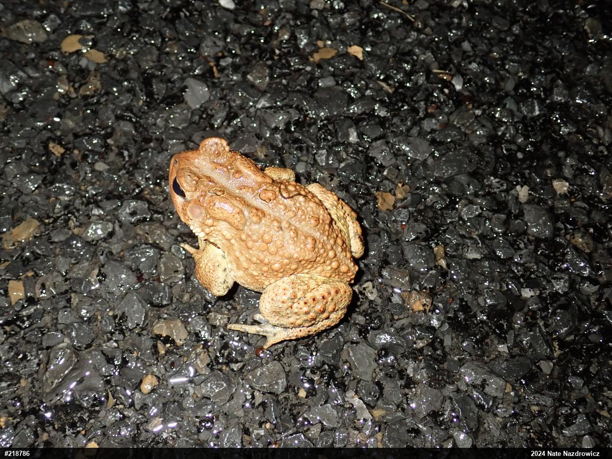 Eastern American Toad