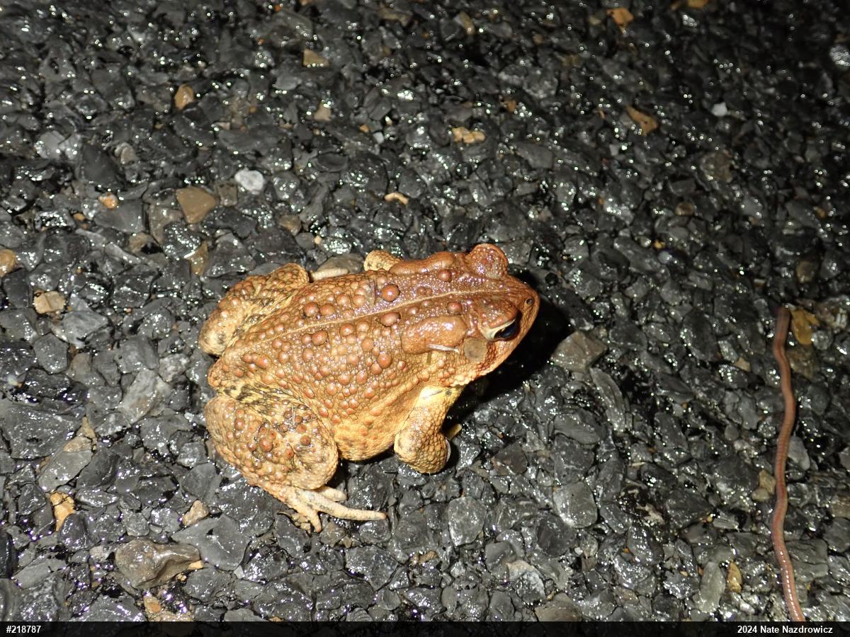 Eastern American Toad