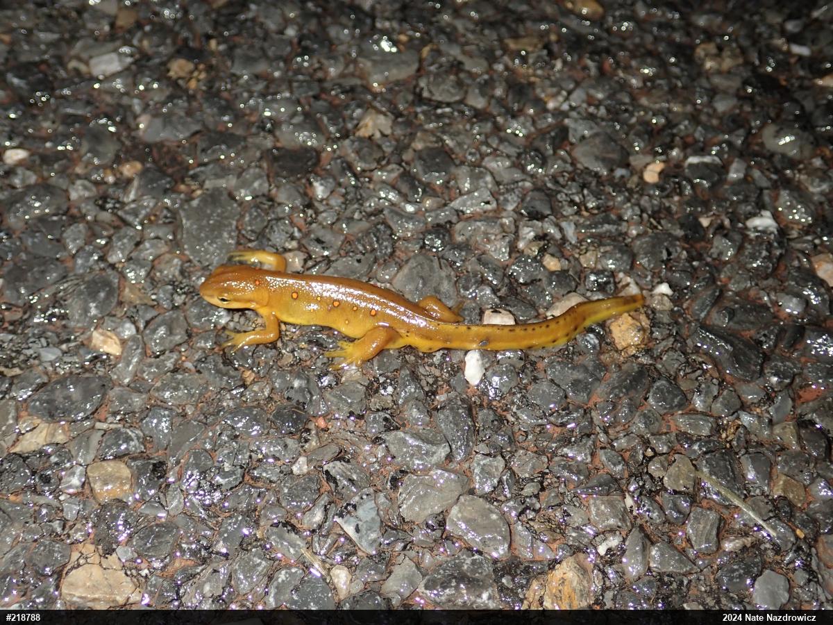 Red-spotted Newt