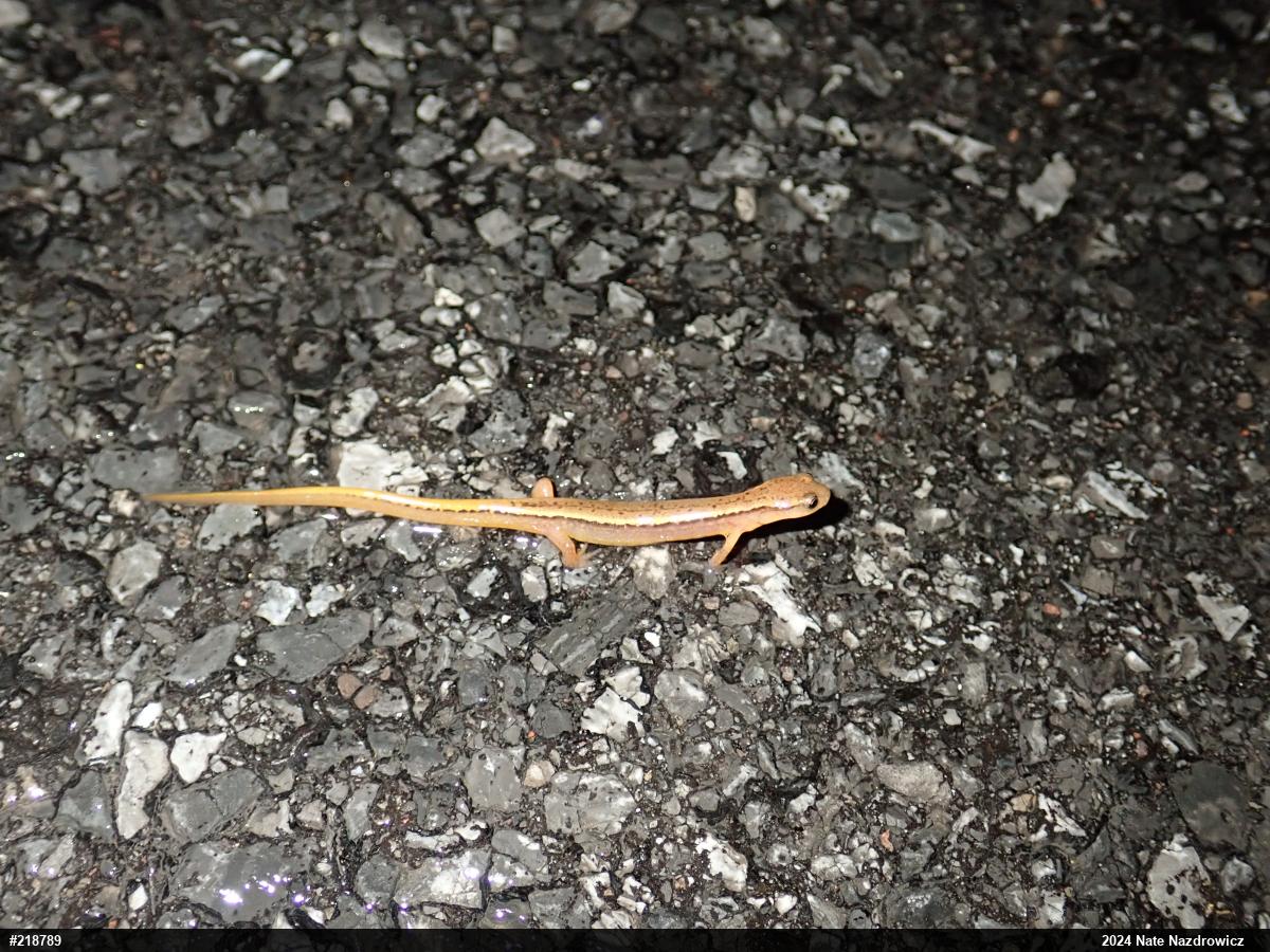 Northern Two-lined Salamander
