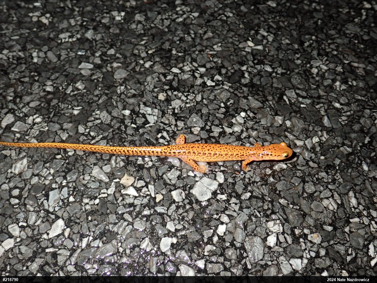 Eastern Long-tailed Salamander