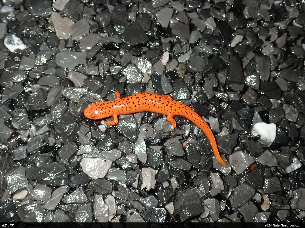 Northern Red Salamander