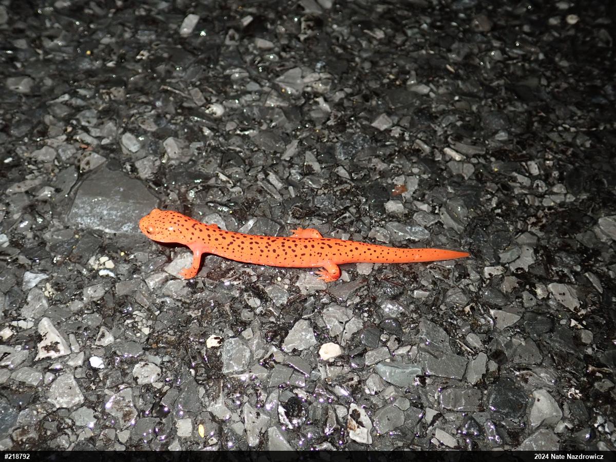 Northern Red Salamander