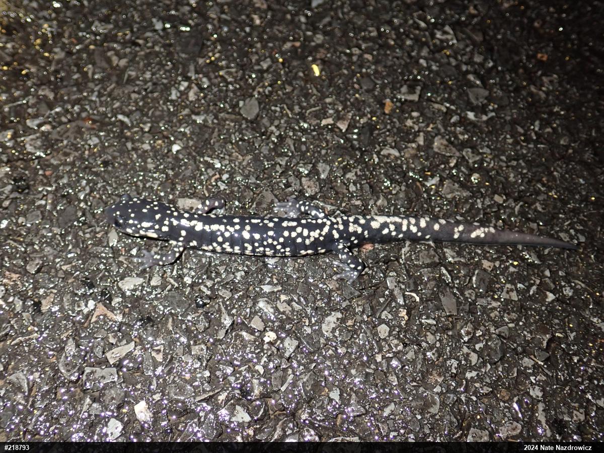 Northern Slimy Salamander